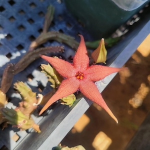 Stapelia cf. schinzii (cactus - succulent - plant)