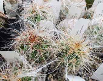 Oreocereus celsianus (VoS 14-1629) (cactus - succulent - plant)