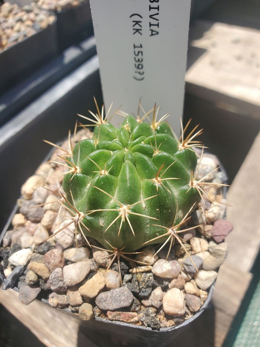 Lobivia Sp. (KK 1539?) (cactus - Succulent - Plant) - Etsy