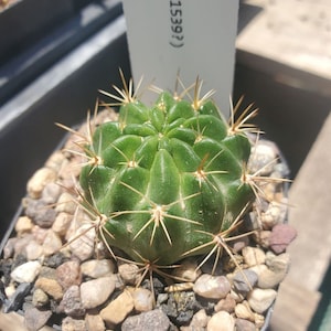 Lobivia sp. (KK 1539?) (cactus - succulent - plant)