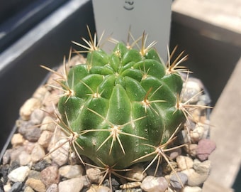 Lobivia sp. (KK 1539?) (cactus - succulent - plant)