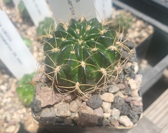 Lobivia cinnabarina var. grandiflora (JK 68) (cactus - succulent - plant)