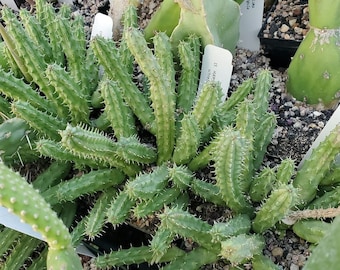 Huernia schneideriana (cactus - succulent - plant)