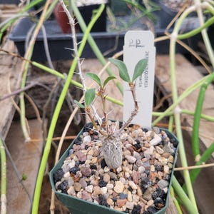 Fouquieria columnaris (boojum) (cactus - succulent - plant)