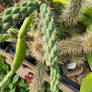 Cylindropuntia fulgida var. mamillata (with locality) (cactus - succulent - plant)