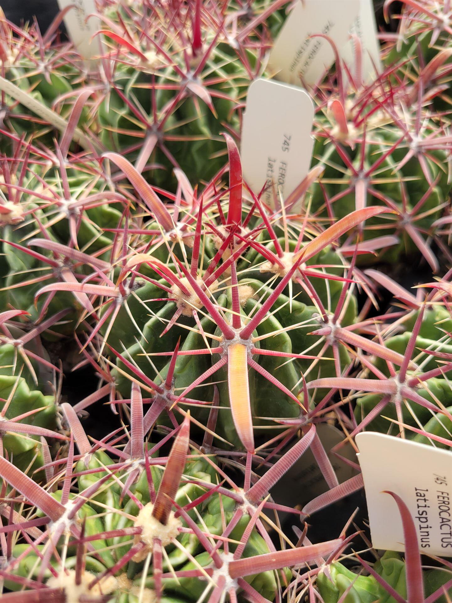 Ferocactus Latispinus (see Description) (cactus - Succulent - Plant) - Etsy