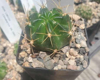 Lobivia hertrichiana (KK 431) (cactus - succulent - plant)