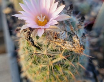 Gymnocalycium Schroederianum Ssp. Paucicostatum (vos 14-1535) (cactus -  Succulent - Plant) - Etsy