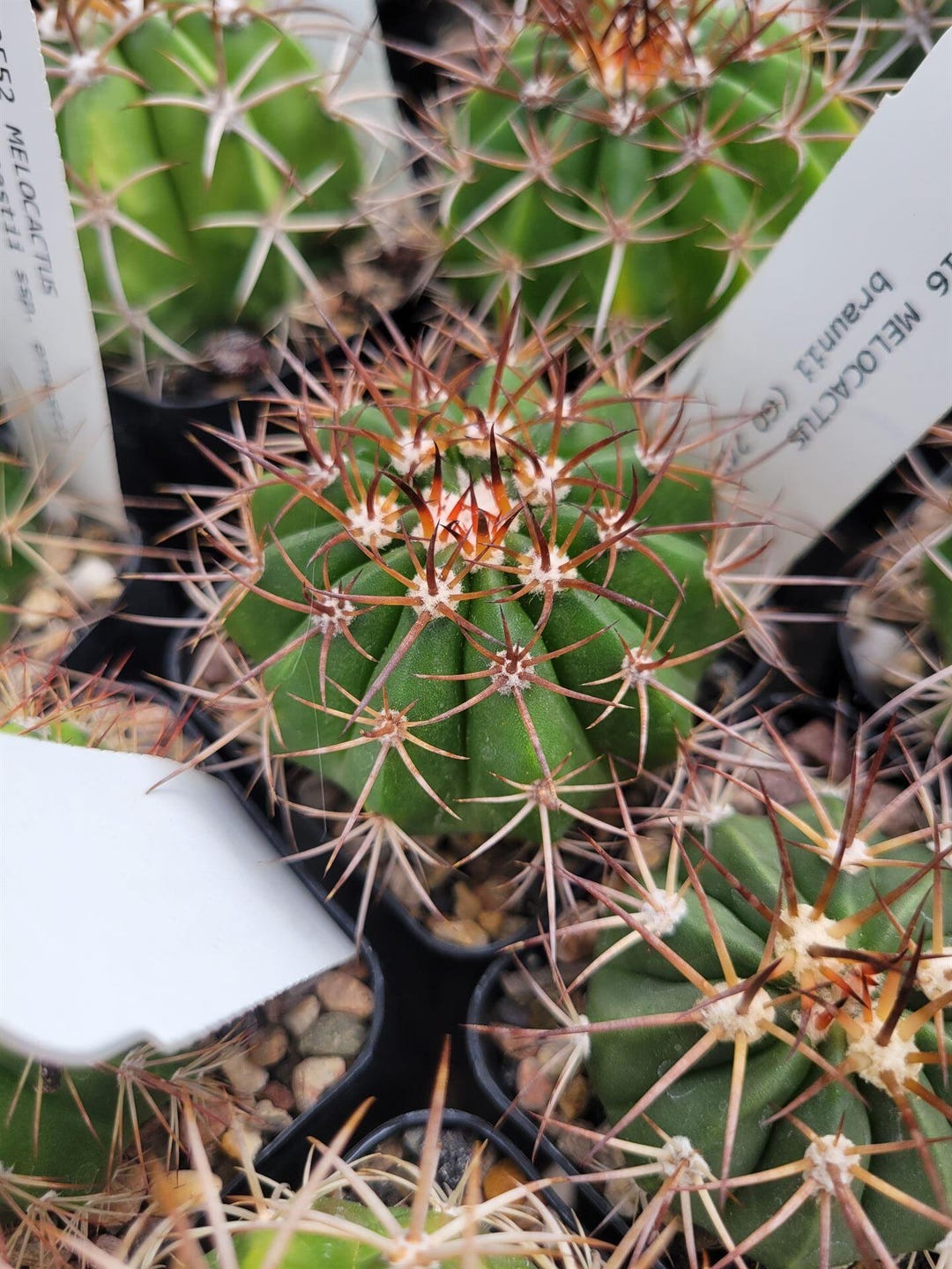 Melocactus Braunii (GO 242) (cactus - Succulent - Plant) - Etsy