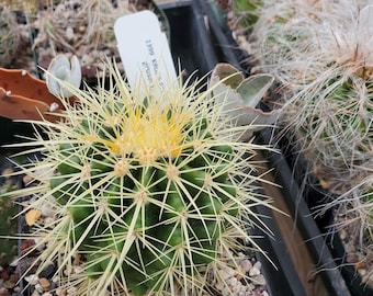 Kroenleinia (Echinocactus) grusonii (cactus - succulent - plant)