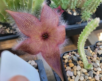Stapelia sp. (cactus - succulent - plant)
