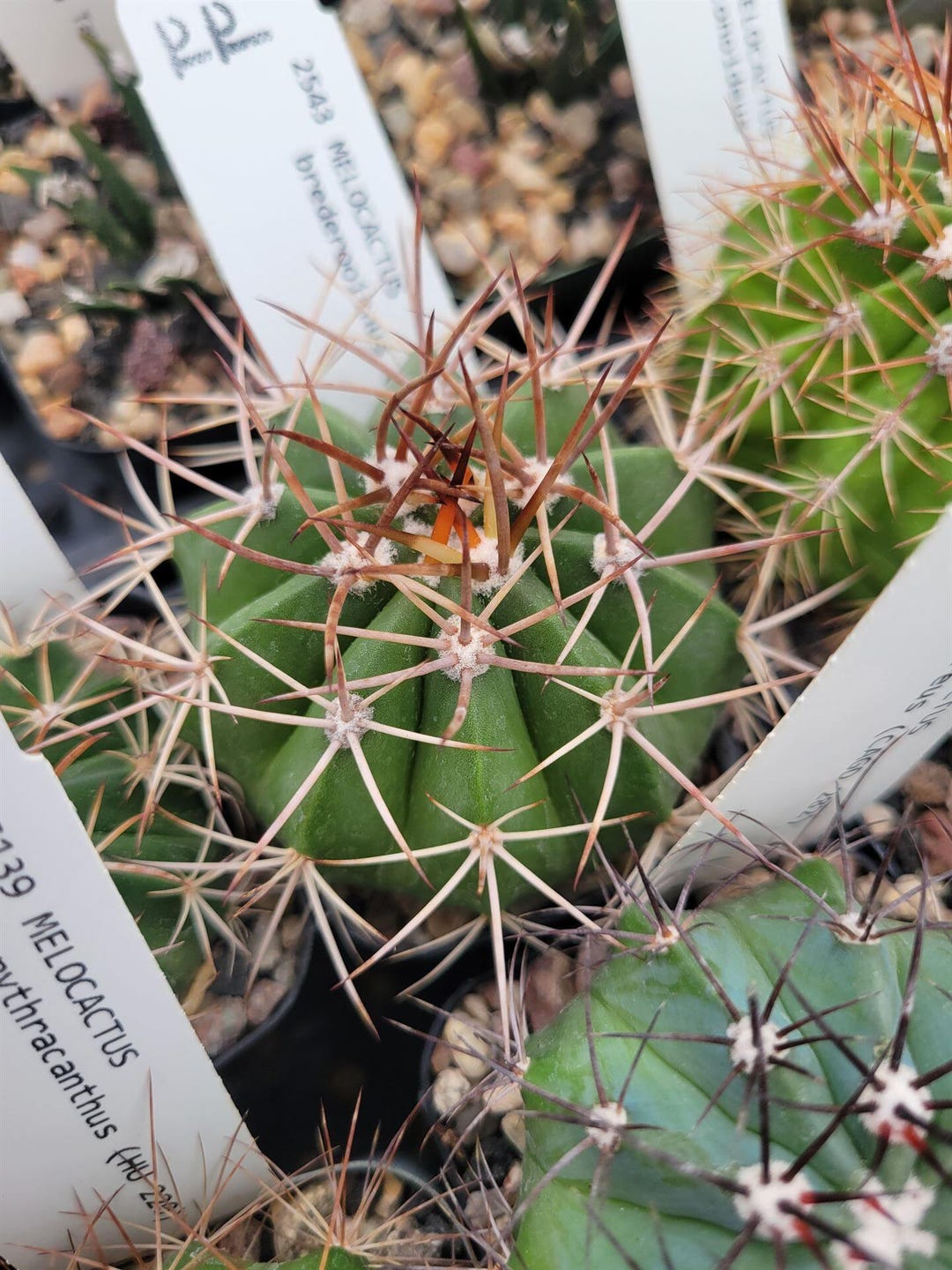 Melocactus Brederooianus (HU 607) (cactus - Succulent - Plant) - Etsy