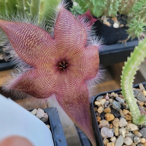Stapelia sp. (cactus - succulent - plant)