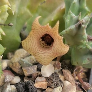 Huernia thuretii (cactus - succulent - plant)