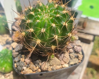 Lobivia hertrichiana var. minuta (WR 414) (cactus - succulent - plant)