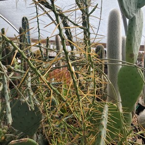Cylindropuntia leptocaulis (fragile) (cactus - succulent - plant)