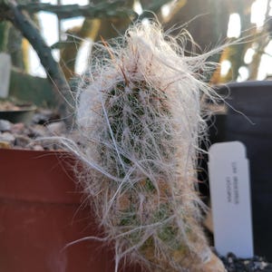 Oreocereus celsianus (see description) (cactus - succulent - plant)