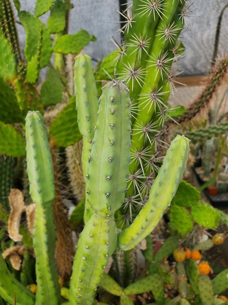 PricklyProspects Myrtillocactus geometrizans