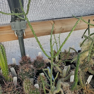 Cylindropuntia arbuscula (cactus - succulent - plant)