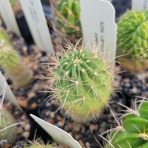 May include: A small, round, green cactus with vertical ribs and sharp, light-colored spines. The plant is potted in dark soil and features a white plastic plant marker with the text S256 LORIVIA printed on it, surrounded by other cacti.
