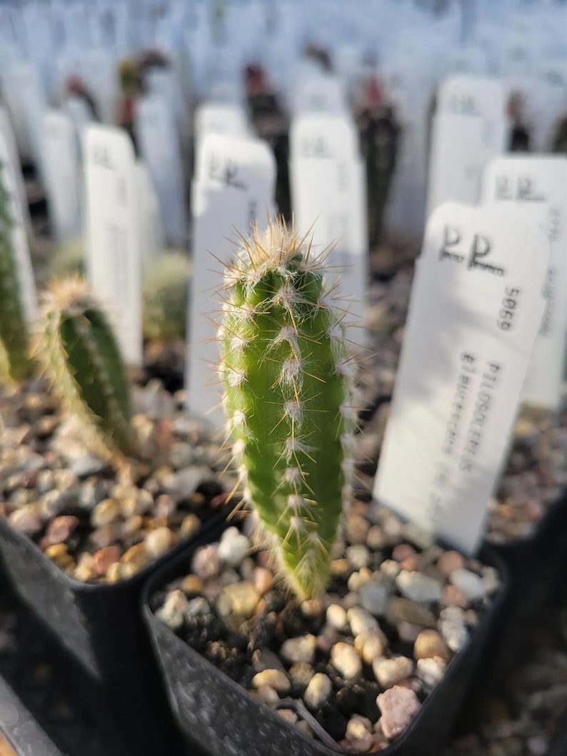 PricklyProspects Pilosocereus glaucescens