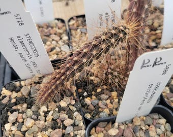 Creeping Devil Cactus: Stenocereus Eruca, Drought Tolerant Live Plant - Etsy