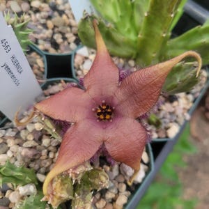 Stapelia schinzii var. angolensis (PVB 7999) (cactus - succulent - plant)