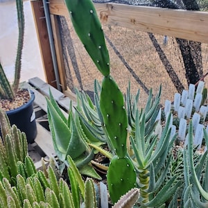 Opuntia cf. anacantha (fragile) (cactus - succulent - plant)