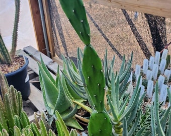 Opuntia cf. anacantha (fragile) (cactus - succulent - plant)