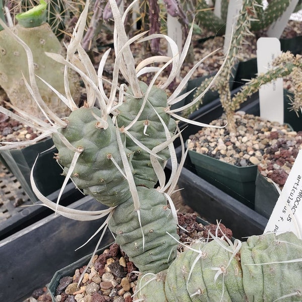 Tephrocactus articulatus f. papyracanthus (cactus - succulent - plant)