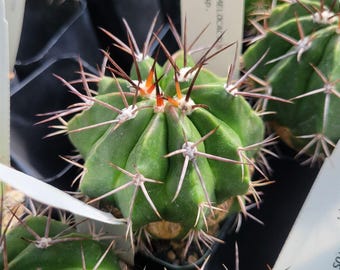 Melocactus cf. curvispinus ssp. caesius (cactus - succulent - plant)