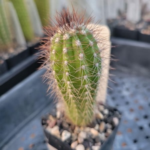 Pilosocereus fulvilanatus (GO 789) (cactus - succulent - plant)