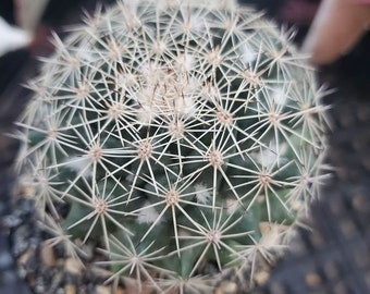 Mammillaria grusonii (cactus - succulent - plant)