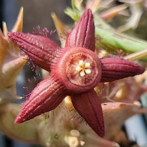 Duvalia sulcata ssp. seminuda (with locality) (cactus - succulent - plant)