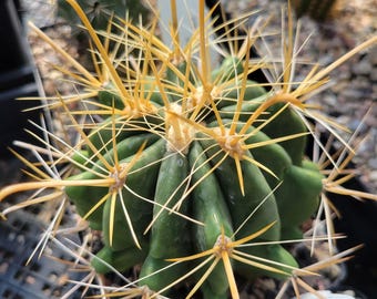Ferocactus wislizeni f. flavispinus (cactus - succulent - plant)