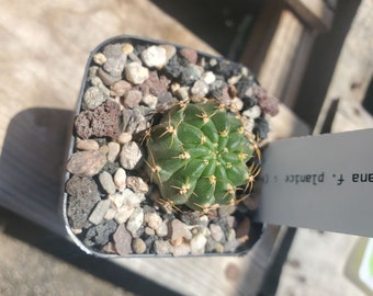 Lobivia hertrichiana f. planiceps (HR 19) (cactus - succulent - plant)