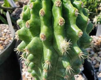 Kroenleinia (Echinocactus) grusonii 'Knobby' (grafted) (cactus - succulent - plant)