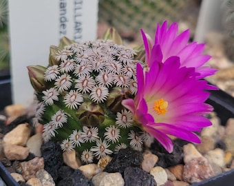 2 Mammillaria Halbingeri Cactus - Etsy