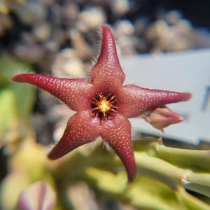 Stapelia baylissii (cactus - succulent - plant)