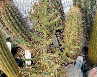 Cylindropuntia caribaea (MB 16435) (cactus - succulent - plant)