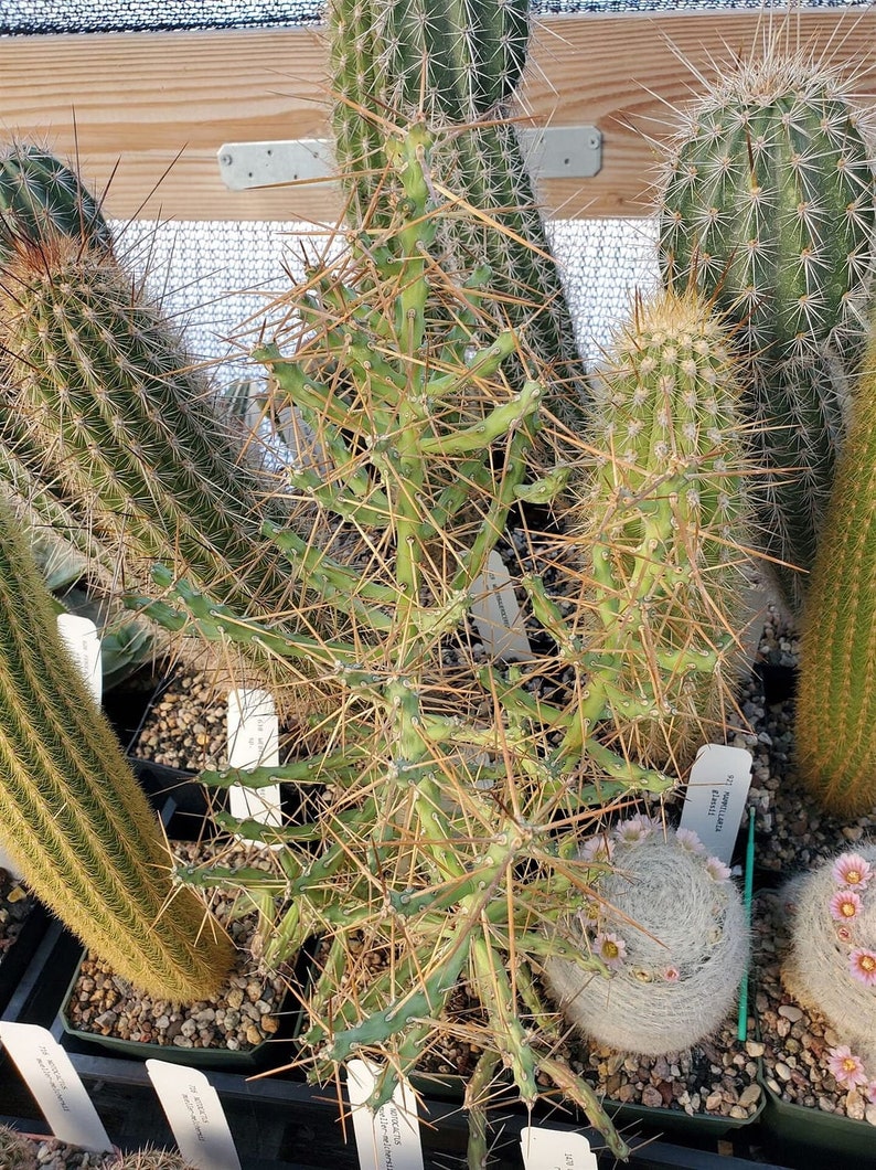 Cylindropuntia caribaea MB 16435 cactus succulent plant Cutting (unrooted)