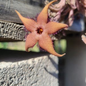 Stapelia cf. schinzii (cactus - succulent - plant)