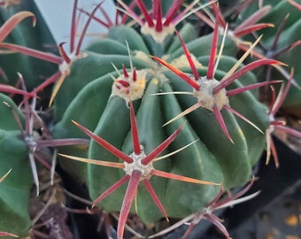 Ferocactus latispinus (cactus - succulent - plant)