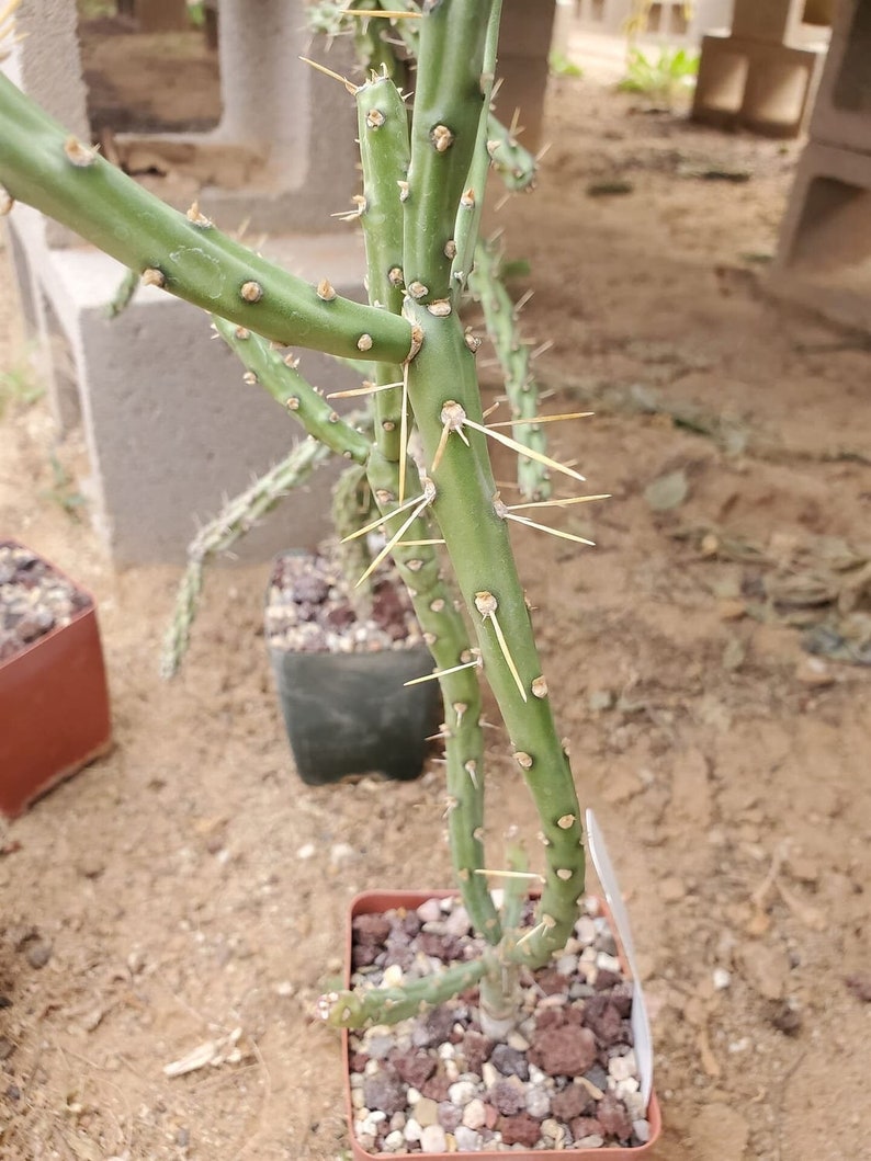 Cylindropuntia arbuscula with locality cactus succulent plant image 1