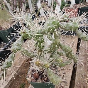 Cylindropuntia fulgida var. fulgida (cactus - succulent - plant)