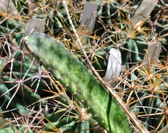 Acanthocereus (Peniocereus) cf. fosterianus var. nizandensis (cactus - succulent - plant)