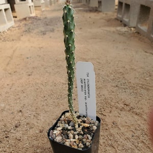 Cylindropuntia acanthocarpa ssp. acanthocarpa (with locality) (cactus - succulent - plant)