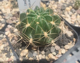 Lobivia cinnabarina ssp. taratensis (WR 257) (cactus - succulent - plant)