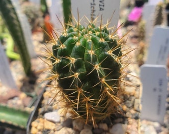 Lobivia hertrichiana var. laui (WR 419) (cactus - succulent - plant)