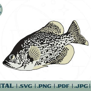 Freshwater Black Crappie - Illustration - Layered SVG